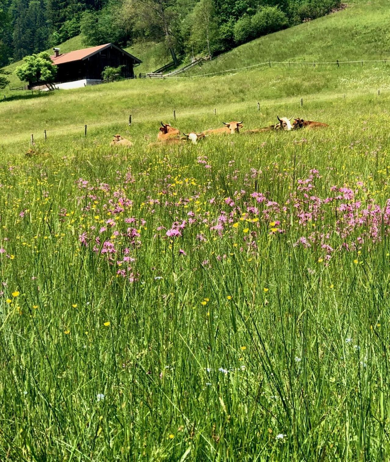 Alpenoase Schliersee - Grosse Suite Mit Sauna Oder Gemuetliche Studio Appartements الغرفة الصورة